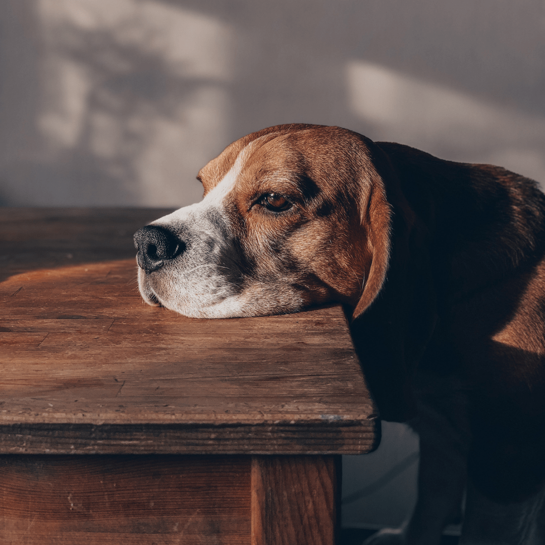 Salud cognitiva en perros senior