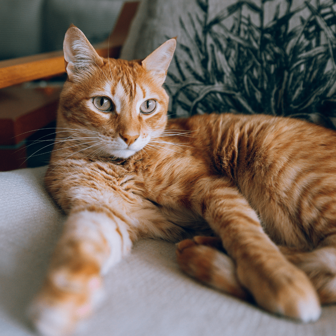 5 pasos para cuidar la higiene de tu gato