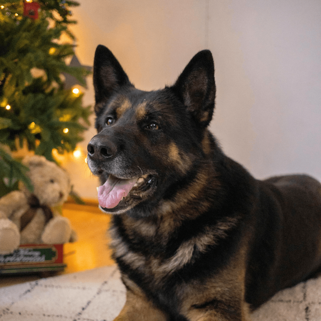 Ideas de regalos de navidad para mascotas