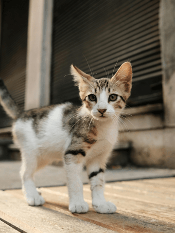 bienestar cachorros gatitos