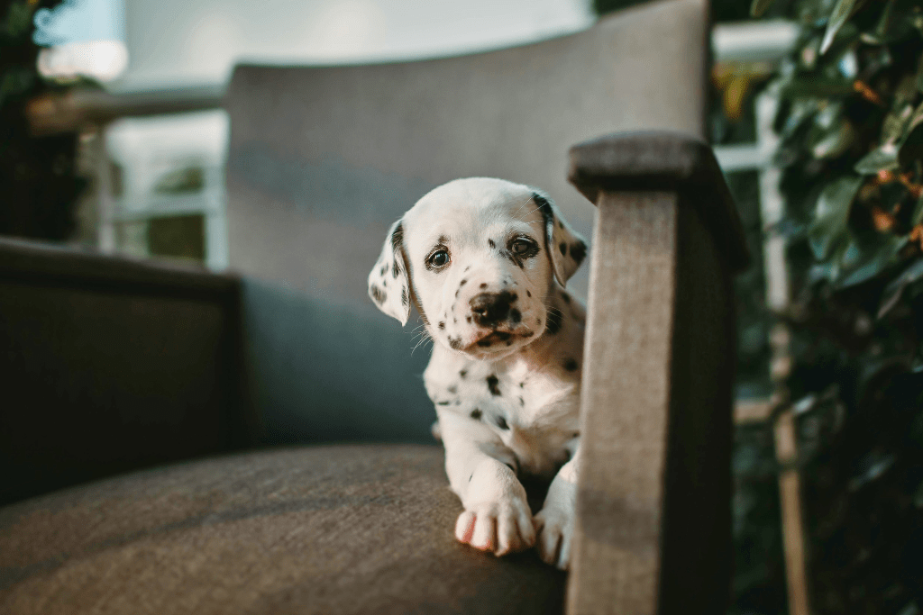 guia bienestar cachorros gatitos