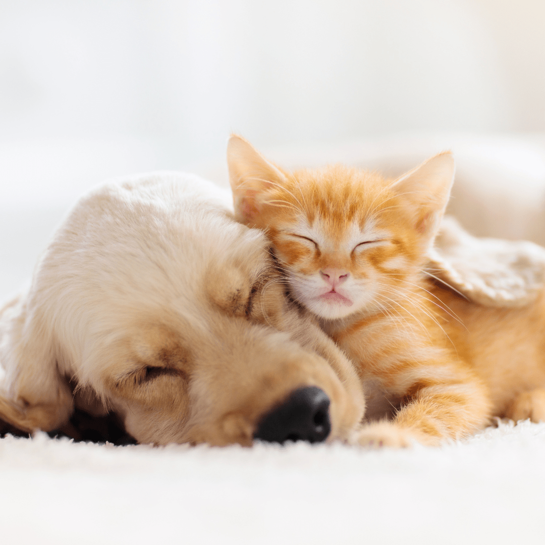 Guía de bienestar para cachorros y gatitos