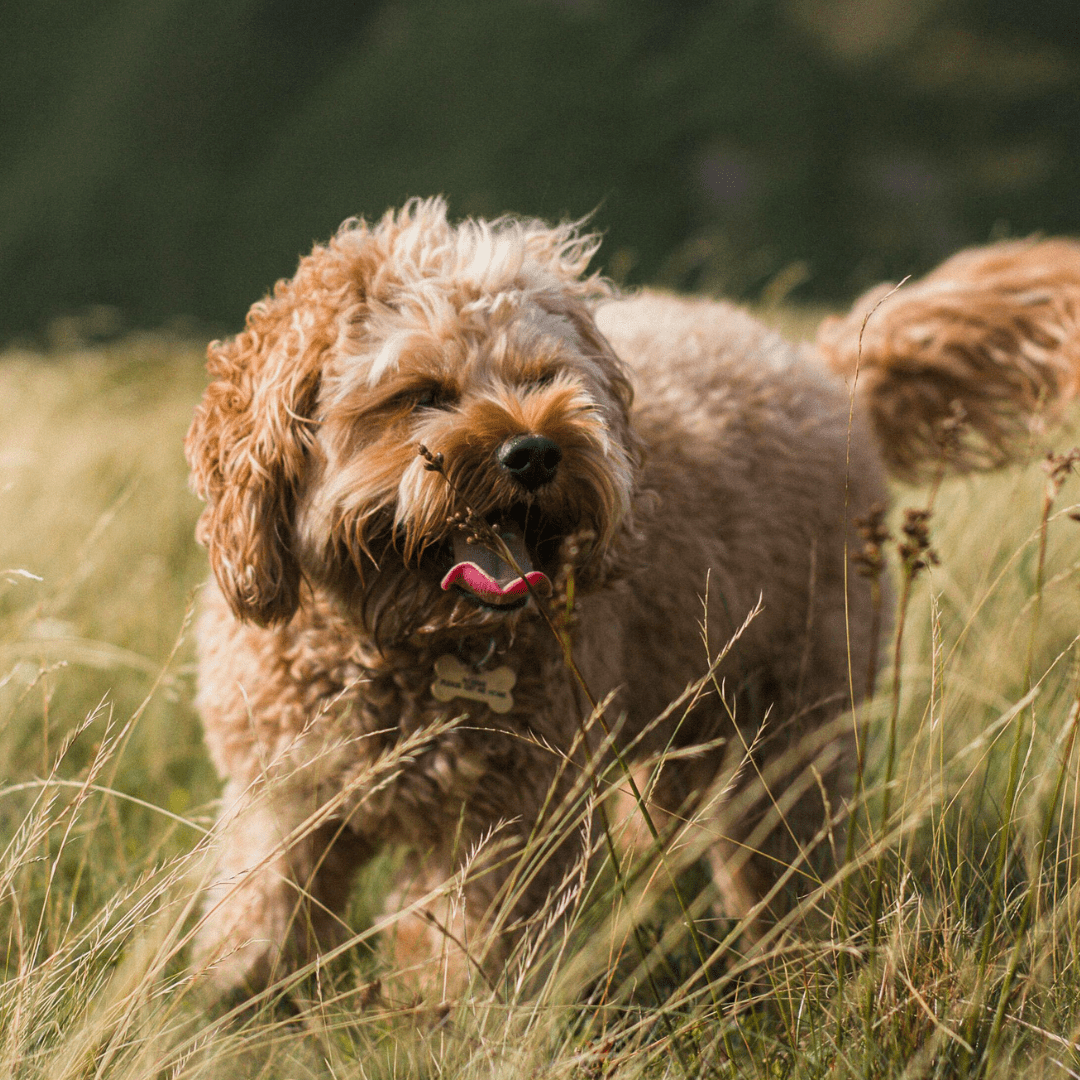 4 suplementos para la piel y pelaje de tu mascota